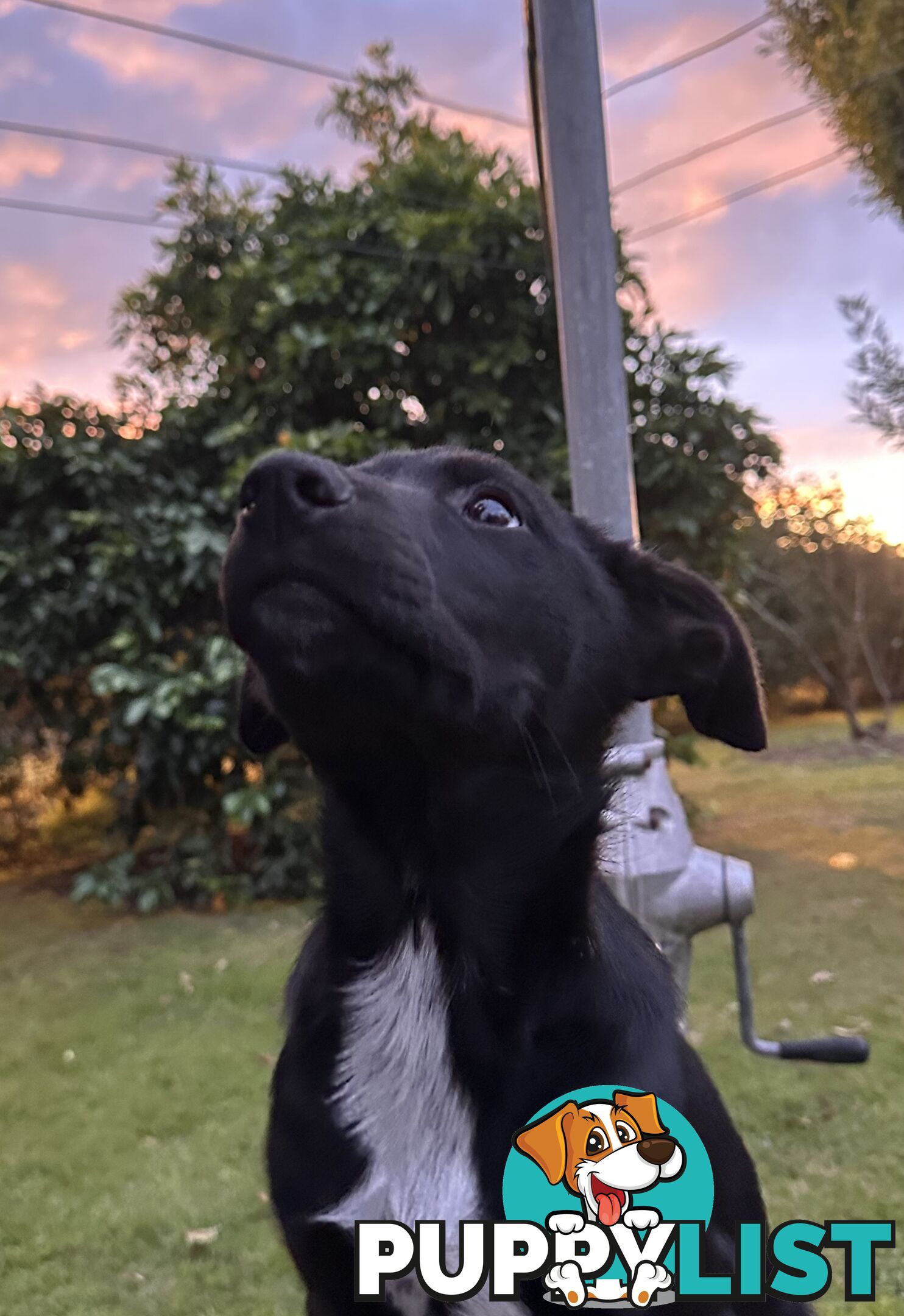 Kelpie Puppies