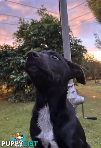 Kelpie Puppies