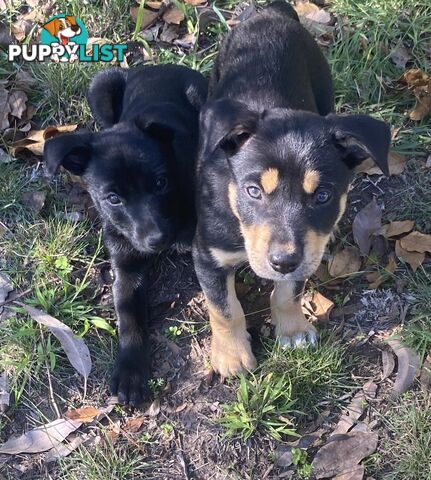 Kelpie Puppies