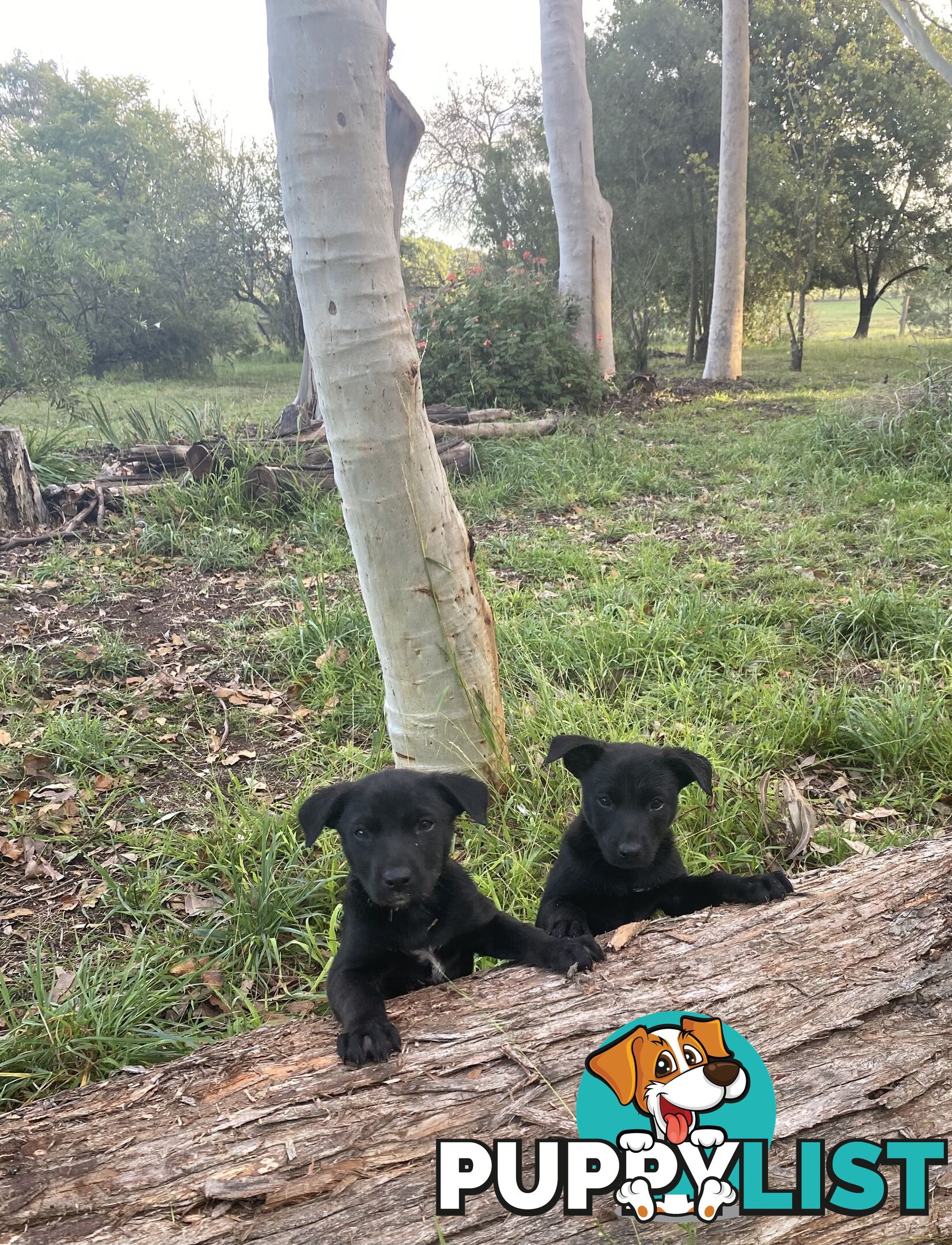 Kelpie Puppies