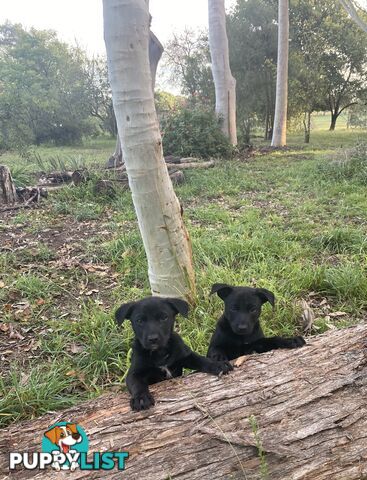 Kelpie Puppies