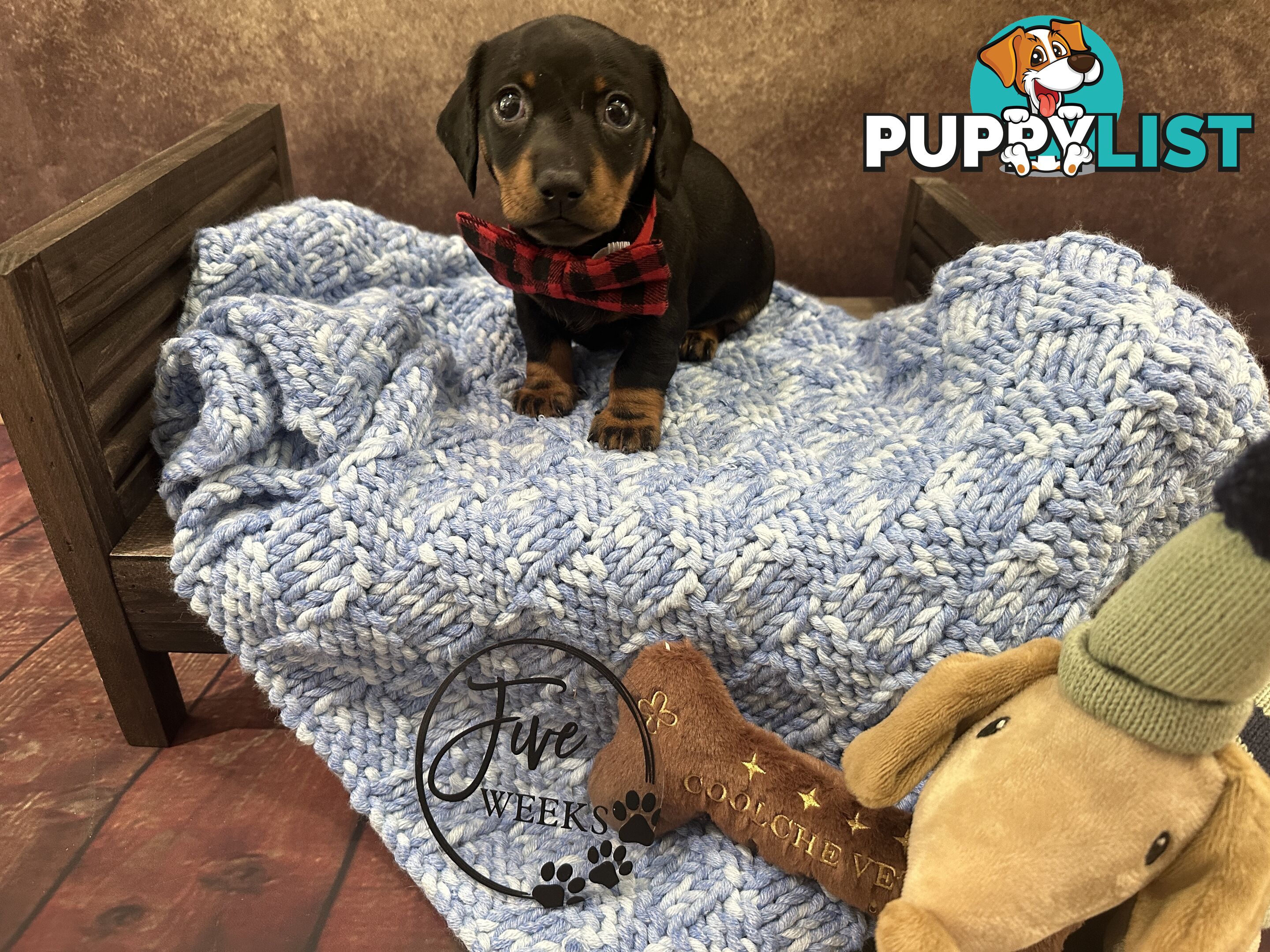 Purebred Miniature Dachshund Puppies