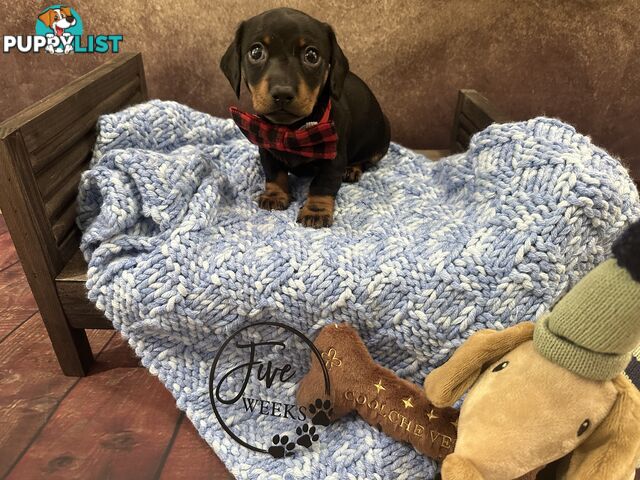 Purebred Miniature Dachshund Puppies