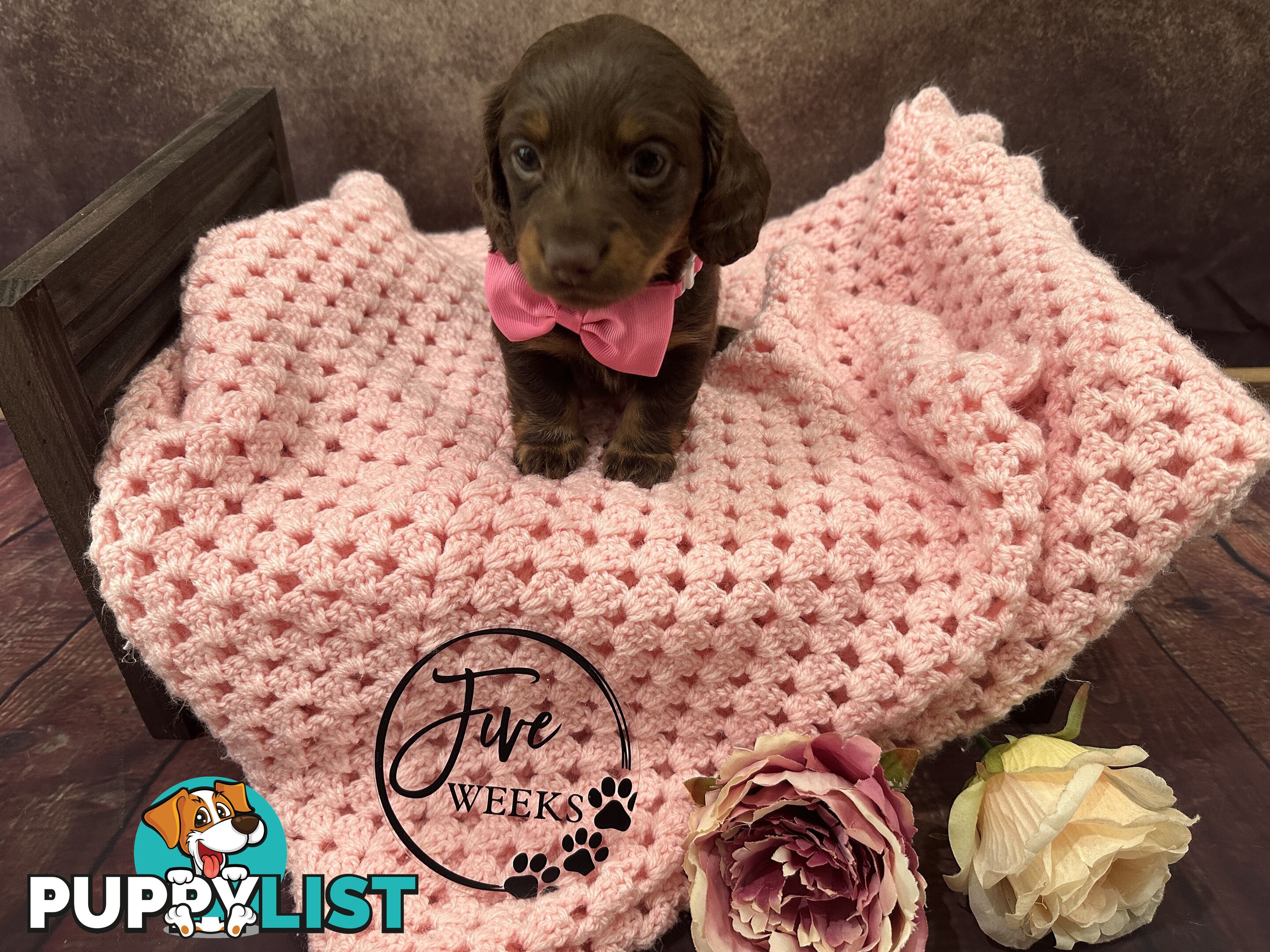 Purebred Miniature Dachshund Puppies