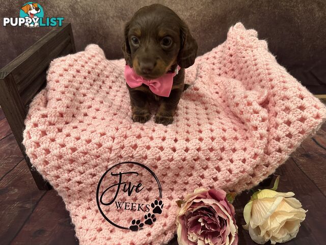 Purebred Miniature Dachshund Puppies