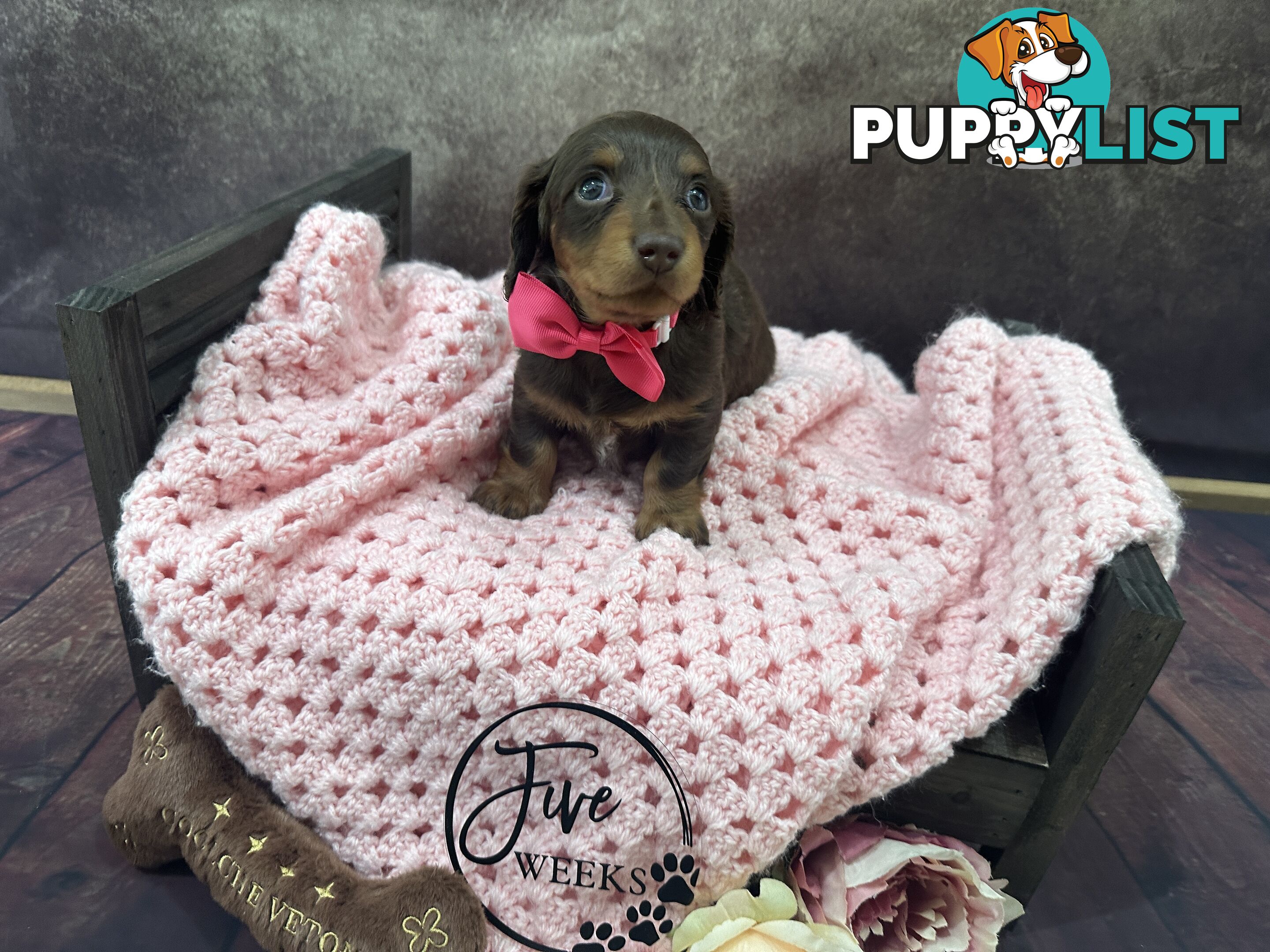 Purebred Miniature Dachshund Puppies