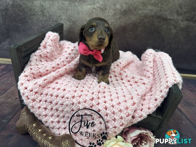 Purebred Miniature Dachshund Puppies