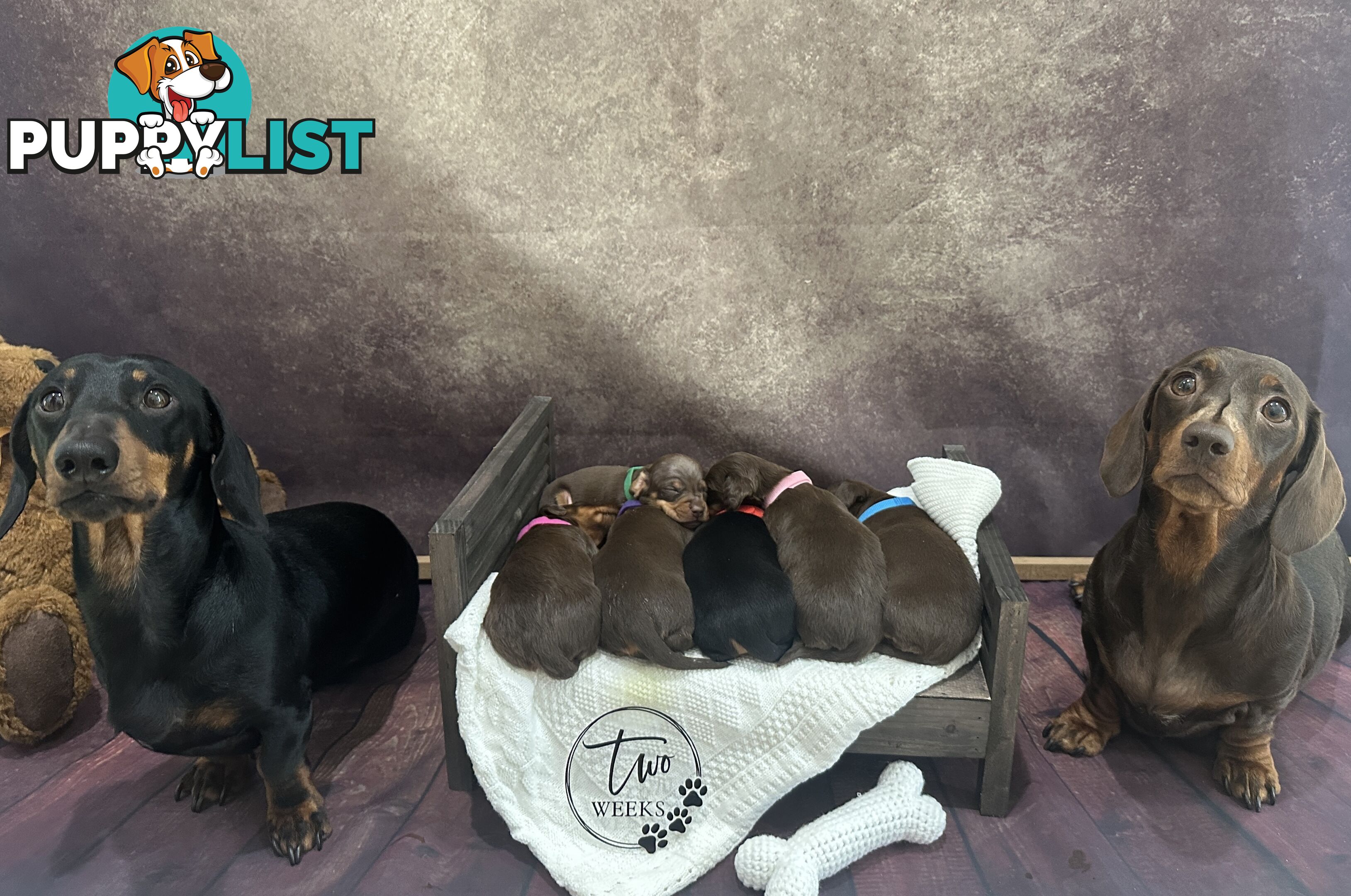 Purebred Miniature Dachshund Puppies