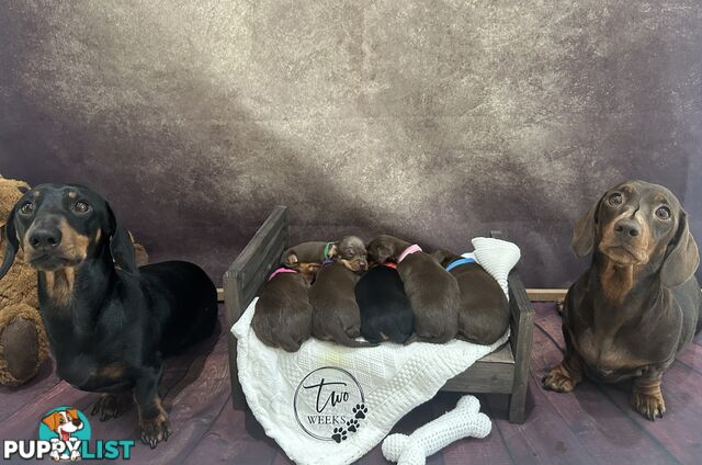 Purebred Miniature Dachshund Puppies