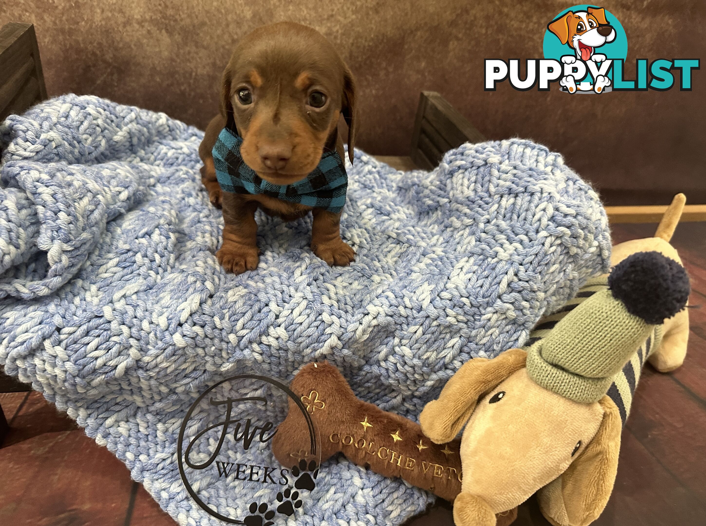 Purebred Miniature Dachshund Puppies