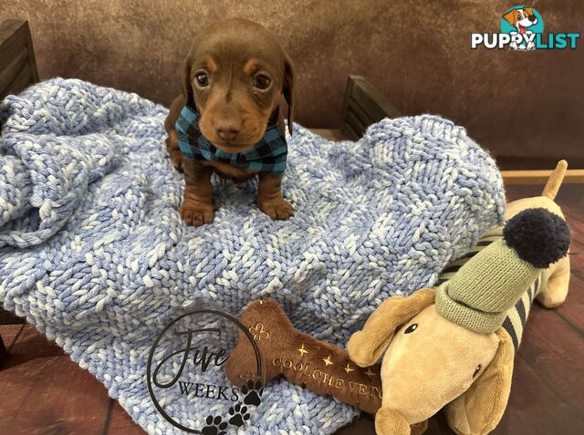 Purebred Miniature Dachshund Puppies