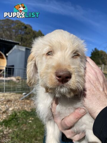 Gorgeous Labradoodle puppies
