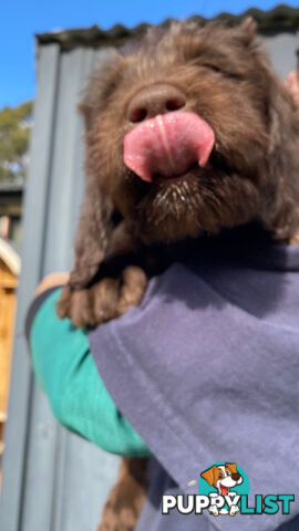 Gorgeous Labradoodle puppies