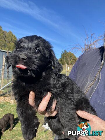 Gorgeous Labradoodle puppies
