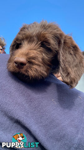 Gorgeous Labradoodle puppies