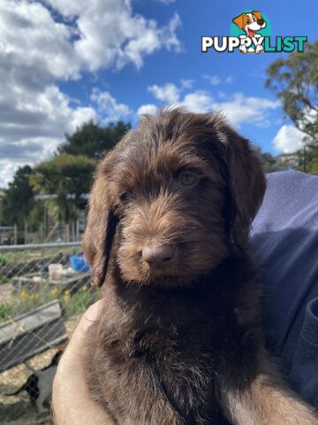 Gorgeous Labradoodle puppies