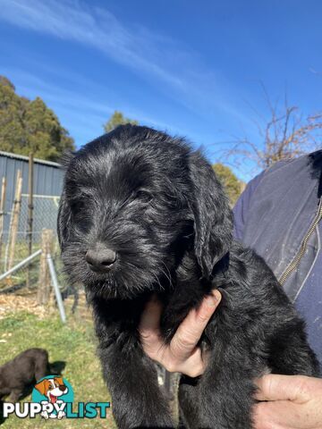 Gorgeous Labradoodle puppies