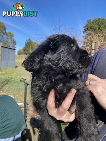 Gorgeous Labradoodle puppies