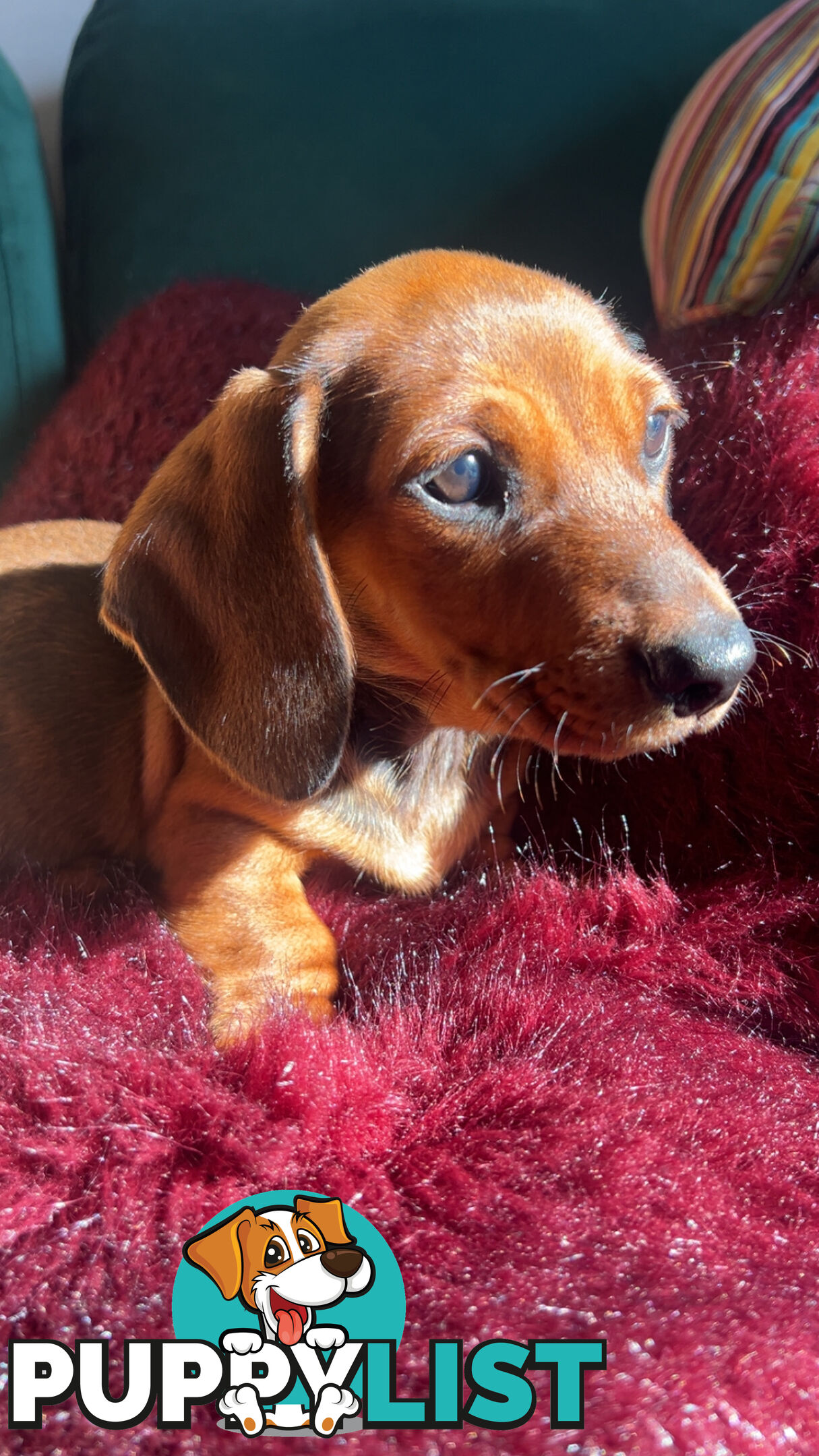 3 beautiful Mini Dachshunds For Sale