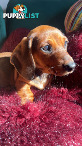 3 beautiful Mini Dachshunds For Sale
