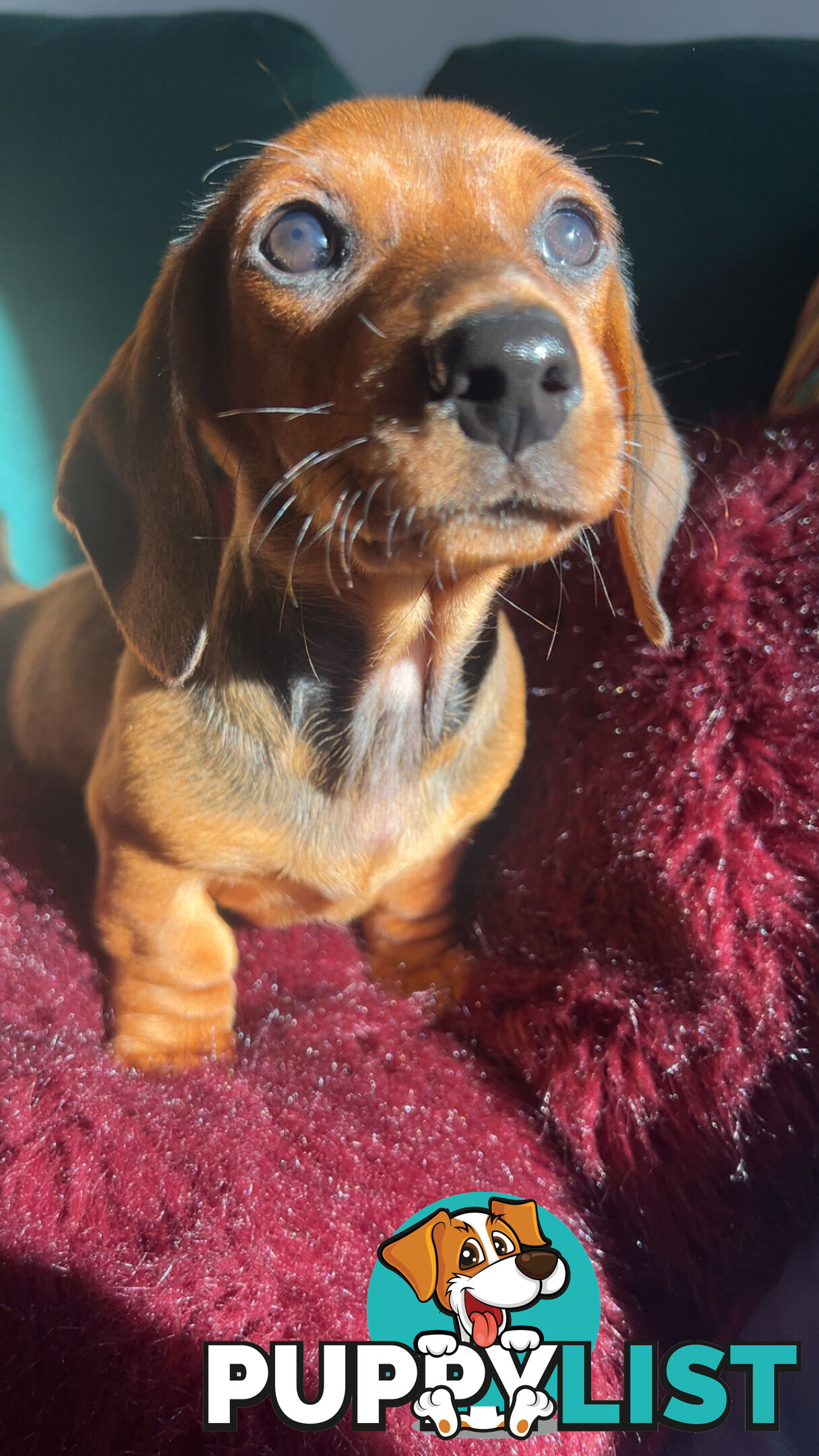 3 beautiful Mini Dachshunds For Sale