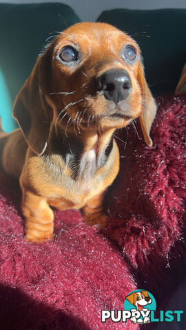 3 beautiful Mini Dachshunds For Sale