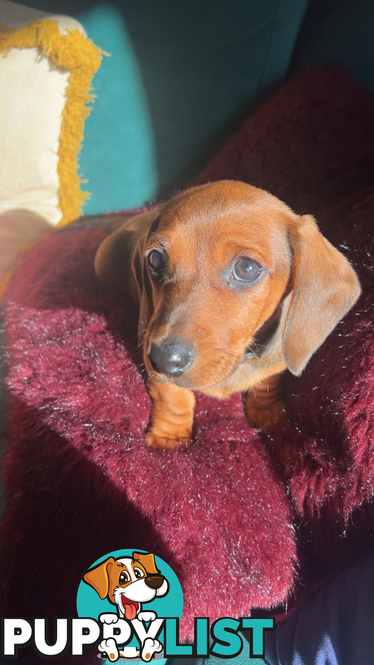 3 beautiful Mini Dachshunds For Sale