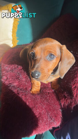 3 beautiful Mini Dachshunds For Sale