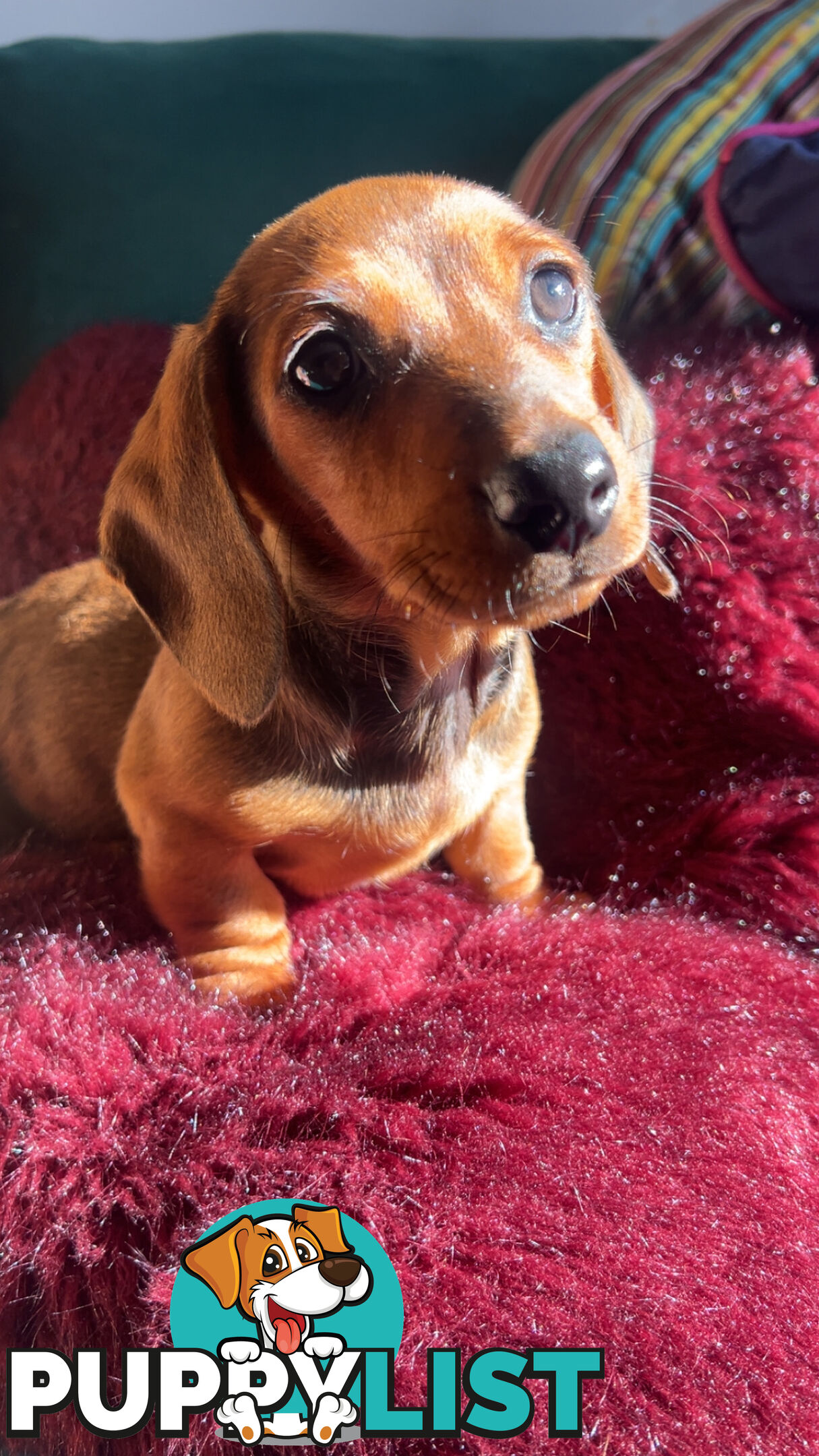3 beautiful Mini Dachshunds For Sale