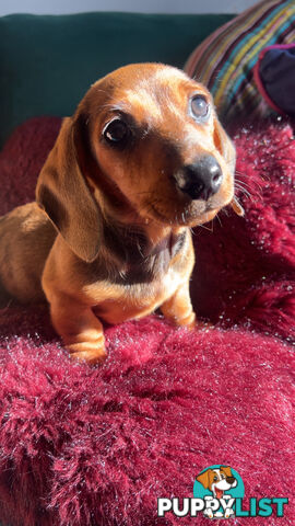 3 beautiful Mini Dachshunds For Sale