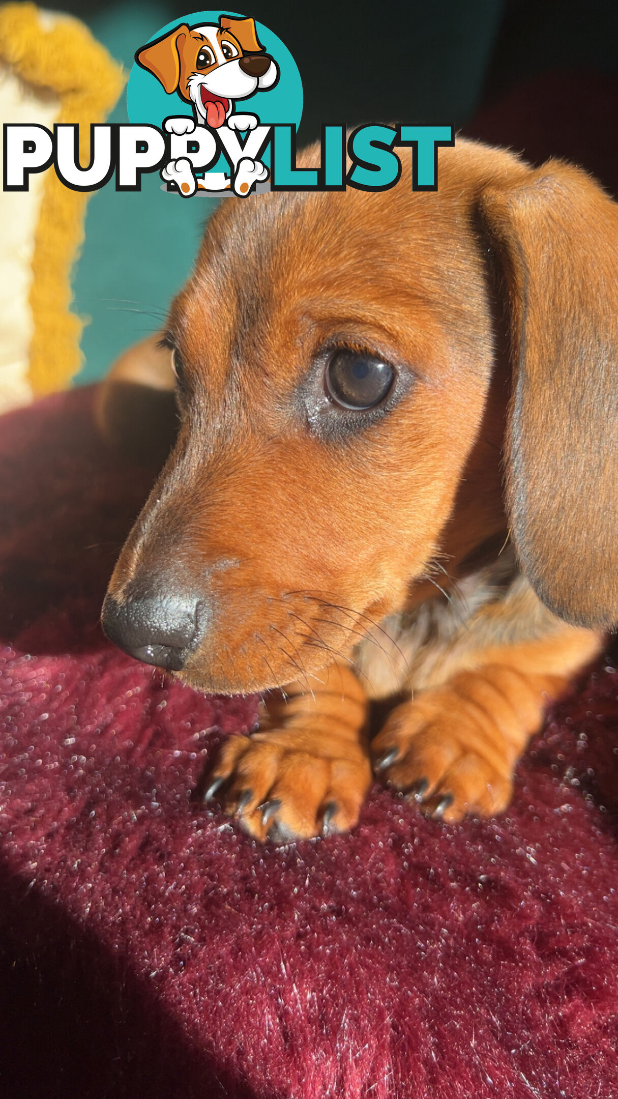 3 beautiful Mini Dachshunds For Sale