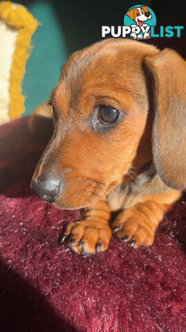 3 beautiful Mini Dachshunds For Sale