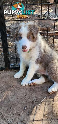 Jilliby Farm -Pure Border Collie Cuties, Tri, Lilac and Blue..... ready to go!