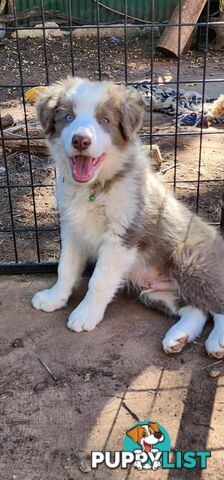Jilliby Farm -Pure Border Collie Cuties, Tri, Lilac and Blue..... ready to go!