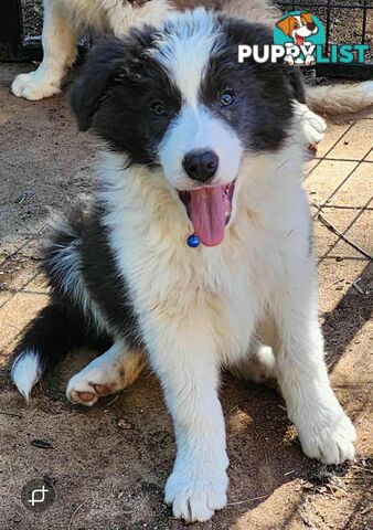 Jilliby Farm -Pure Border Collie Cuties, Tri, Lilac and Blue..... ready to go!