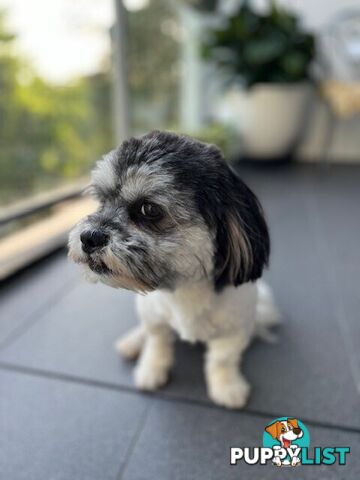 Maltese x Shih Tzu Dog for Adoption