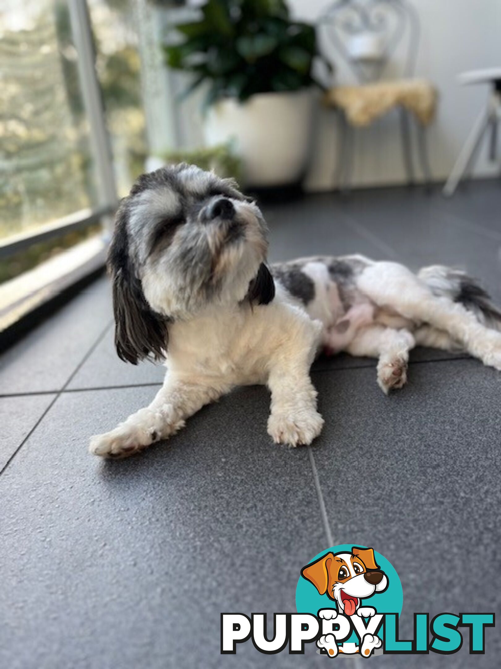 Maltese x Shih Tzu Dog for Adoption