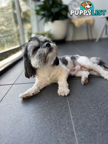 Maltese x Shih Tzu Dog for Adoption