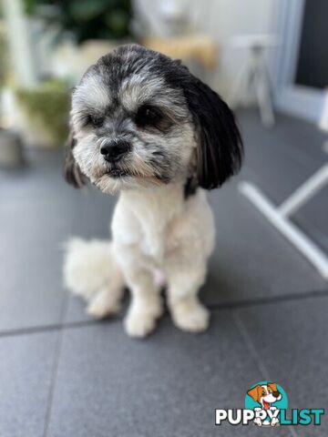 Maltese x Shih Tzu Dog for Adoption