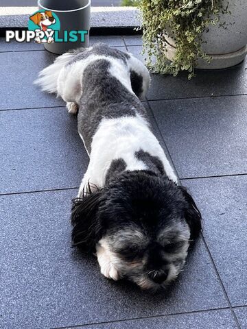 Maltese x Shih Tzu Dog for Adoption