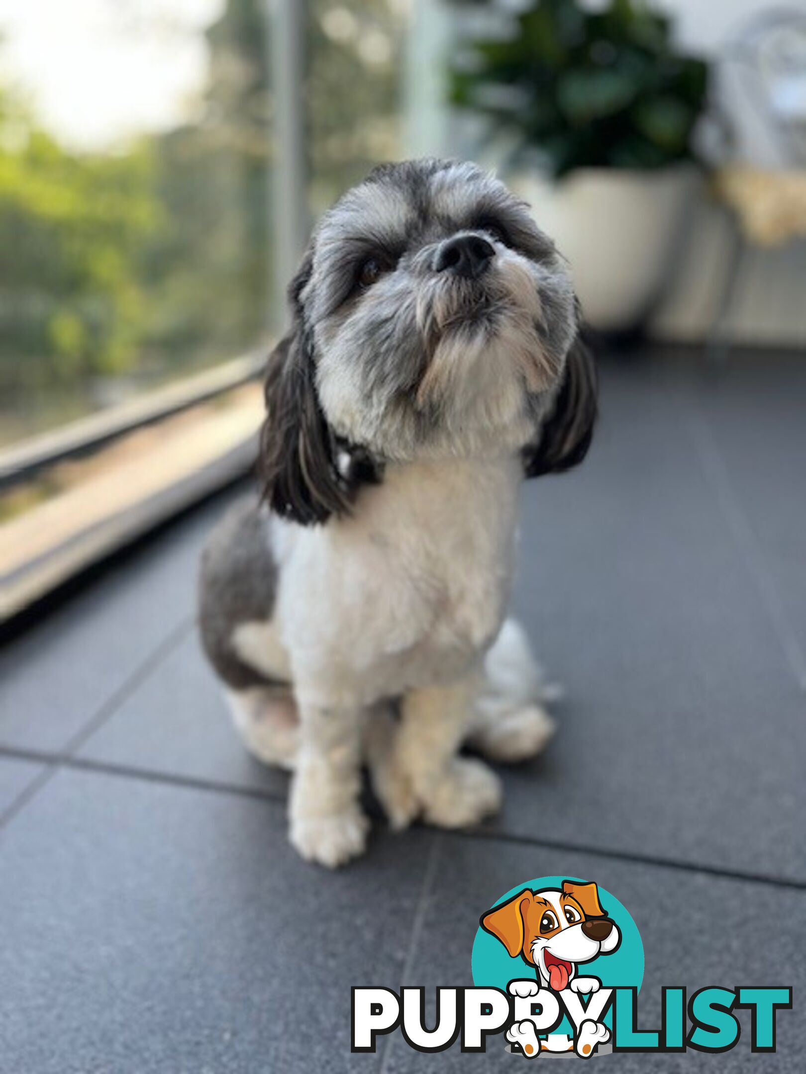 Maltese x Shih Tzu Dog for Adoption