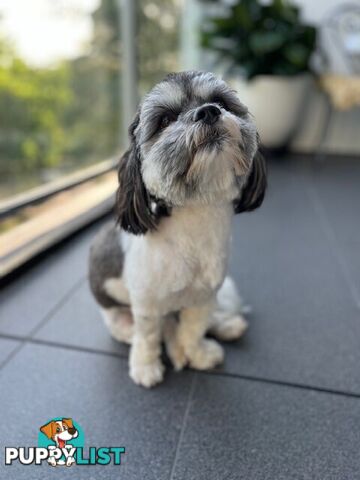 Maltese x Shih Tzu Dog for Adoption