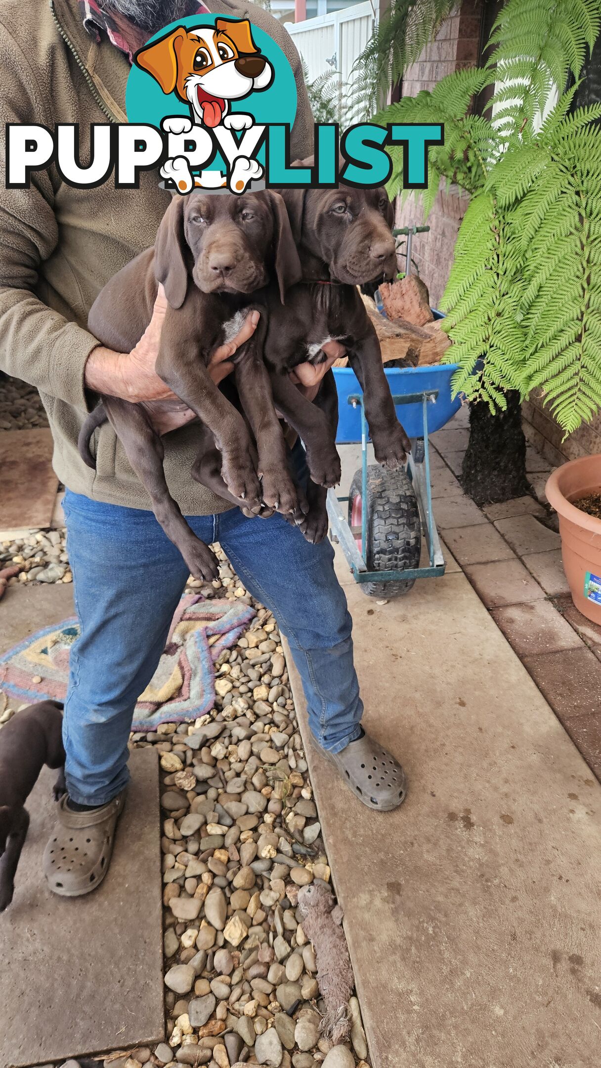 German Shorthaired Pointer Pups