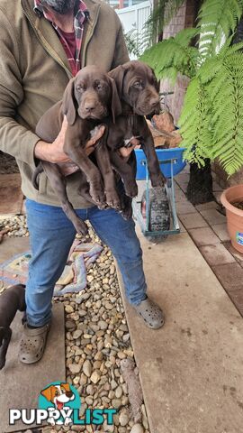 German Shorthaired Pointer Pups