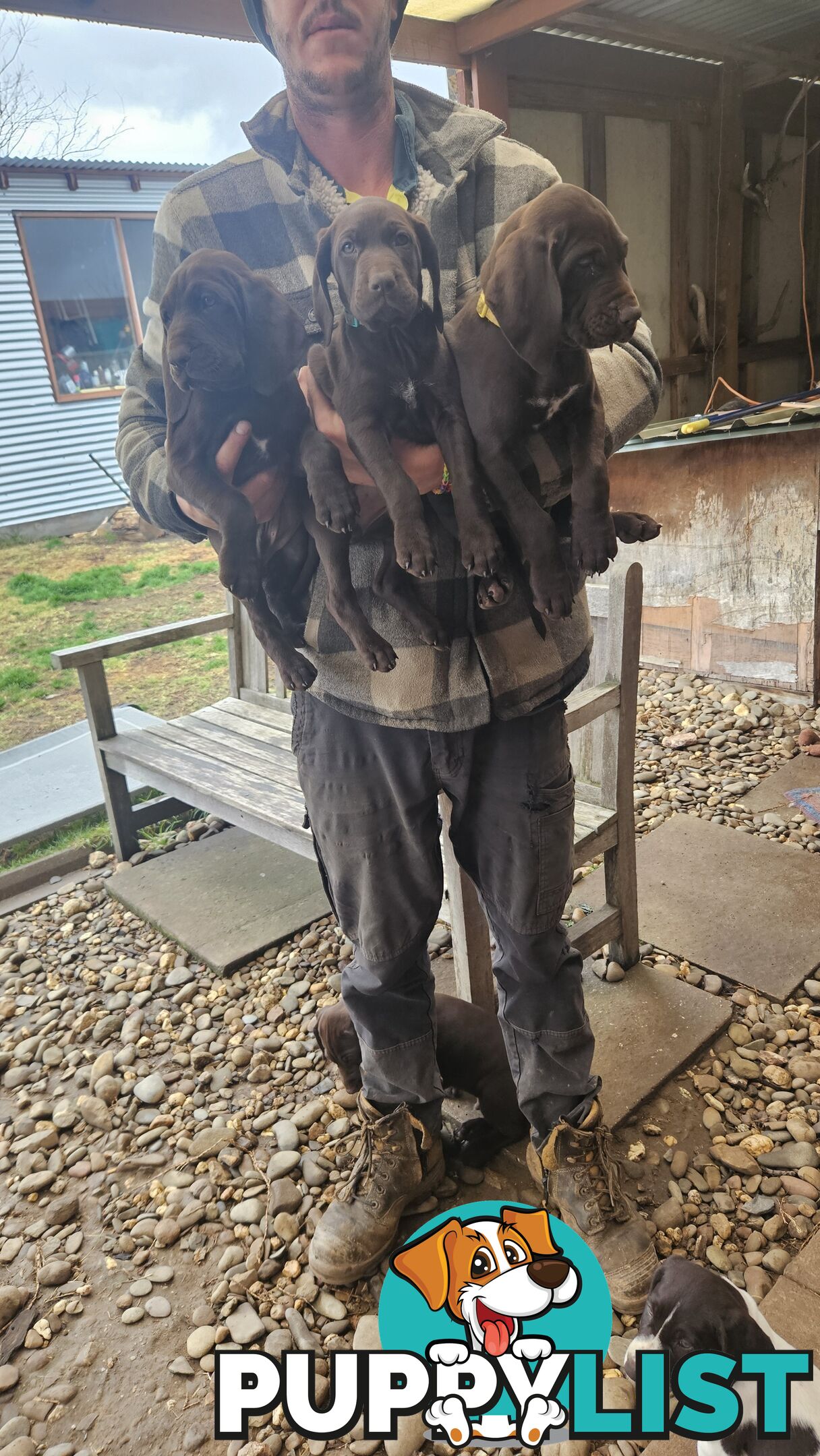 German Shorthaired Pointer Pups