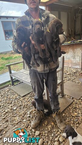 German Shorthaired Pointer Pups