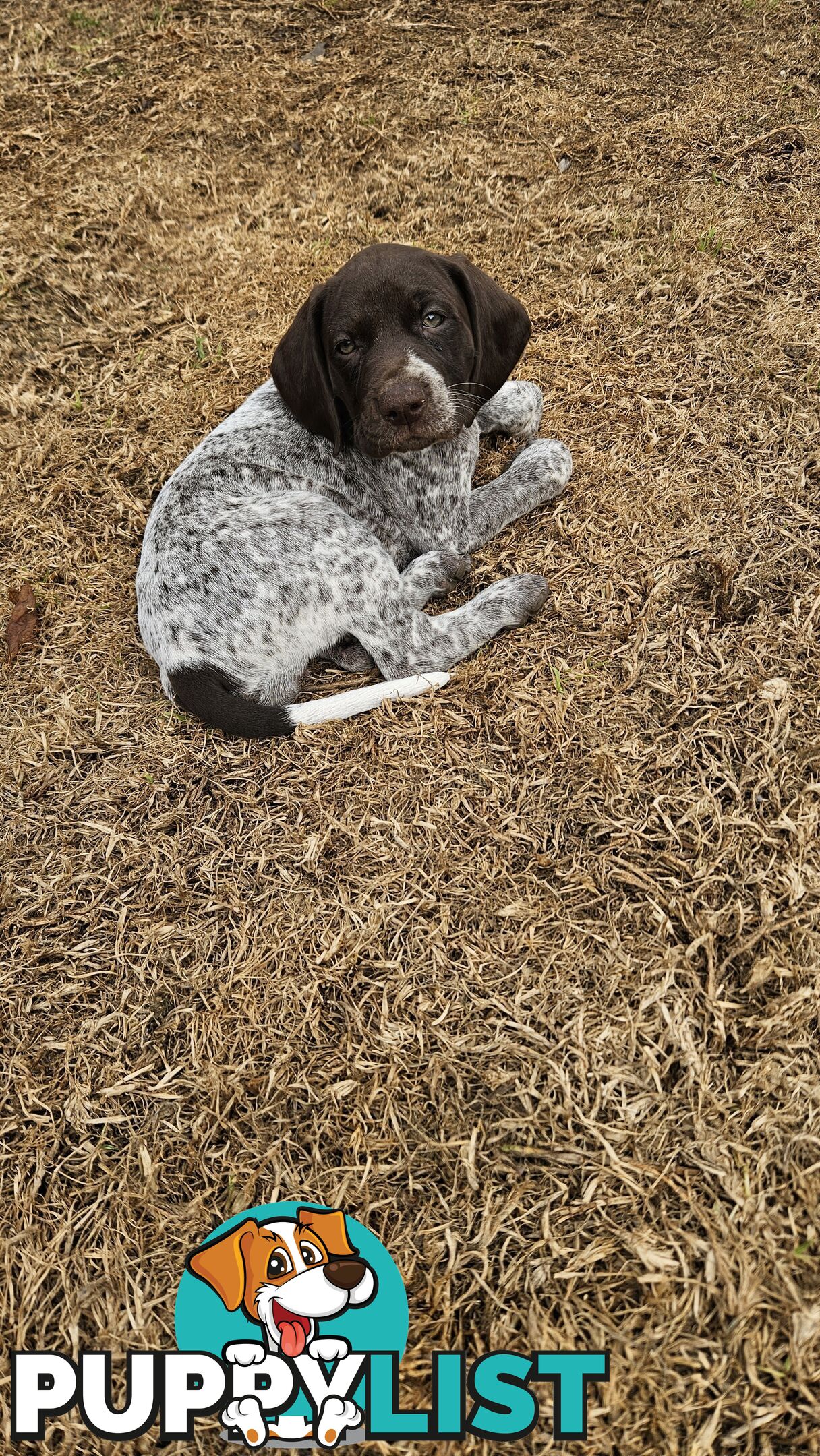 German Shorthaired Pointer Pups