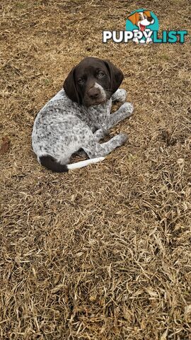 German Shorthaired Pointer Pups