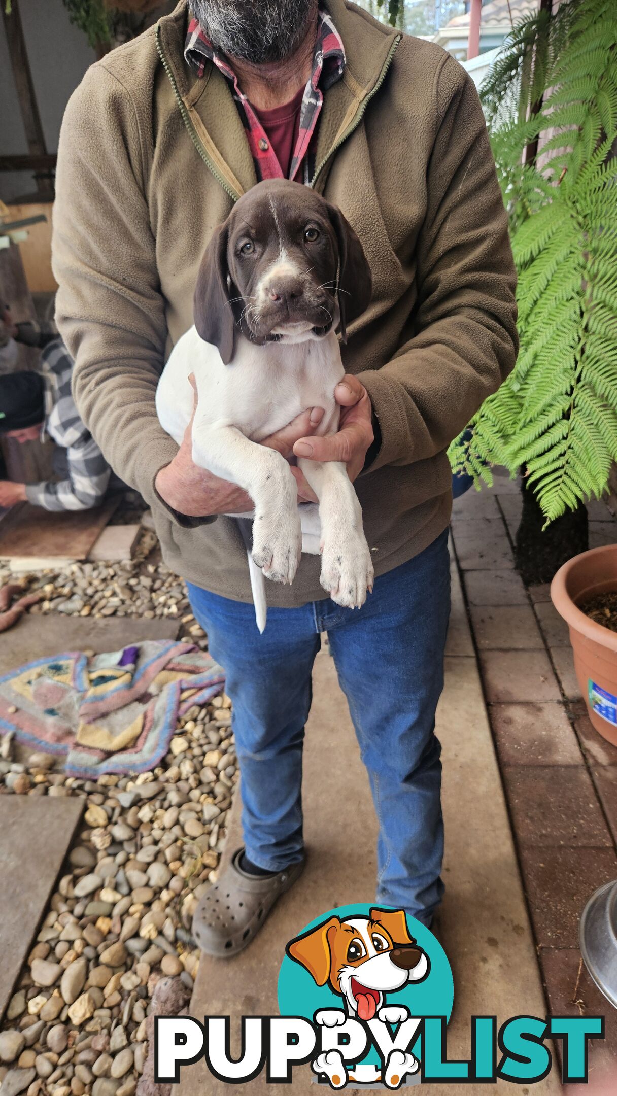 German Shorthaired Pointer Pups