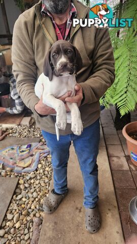 German Shorthaired Pointer Pups